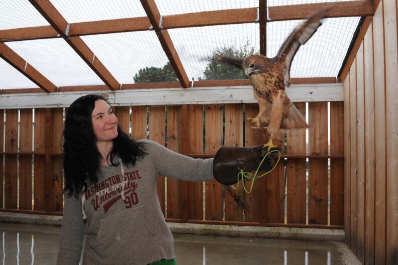 Hawk on handler's glove inside one of the Raptor Facility's structures.