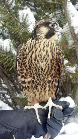 Pilot perched on his handler's glove in the winter time with a snow covered evergreen in the background.