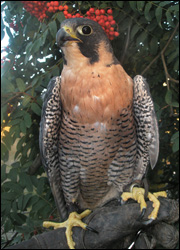 Piper perched on handler's glove with tree in background.