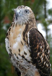 Quiggley looking very alert.