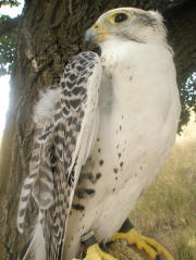 Full body shot of Radar on a sunny day.