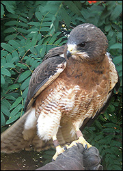 Rio perched on his handler's glove while outside.