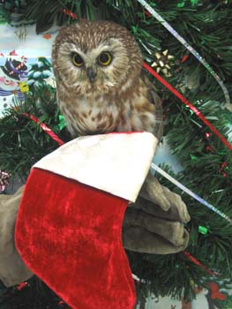 Sarah perched on her handler's glove with a Christmas stocking in front of her.