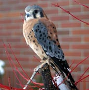Taro perched on a branch outside the veterinary hospital on the WSU campus.