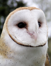 Close up image of Tiki's facial disc.