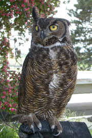 Toby perched on his handler's glove with outside.