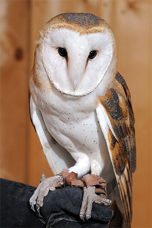 Widget on the glove of a handler.