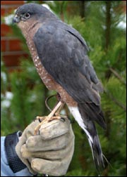 Sideview of Windsong perched on handler's glove.