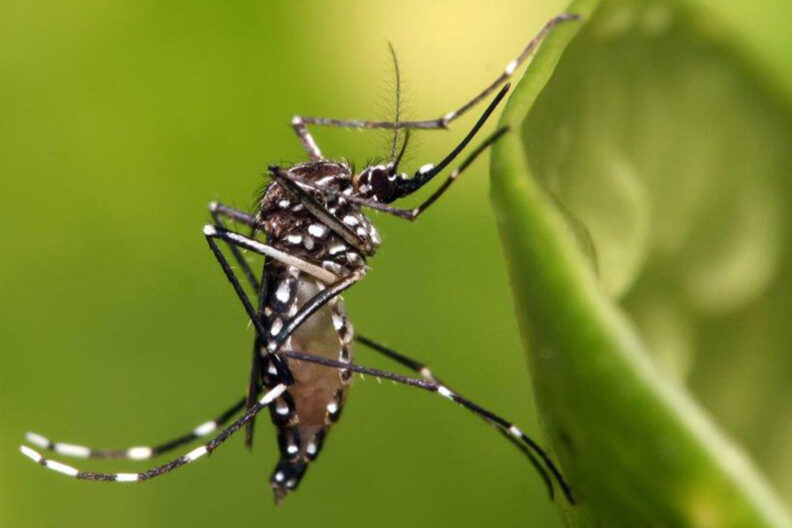 Close up image of mosquito on leaf.