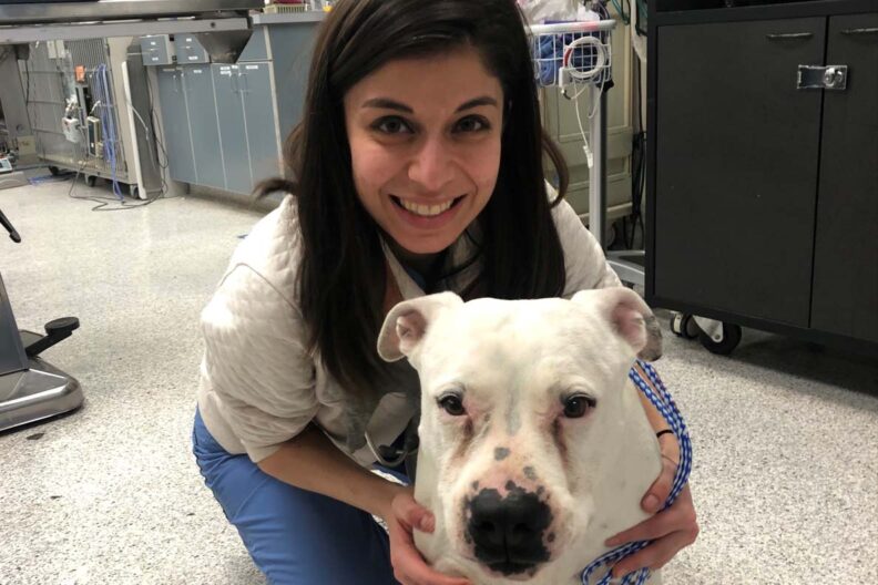Sarvenaz Bagheri poses with Mello, a pitbull mix who is up for adoption at Forgotten Dogs Rescue.