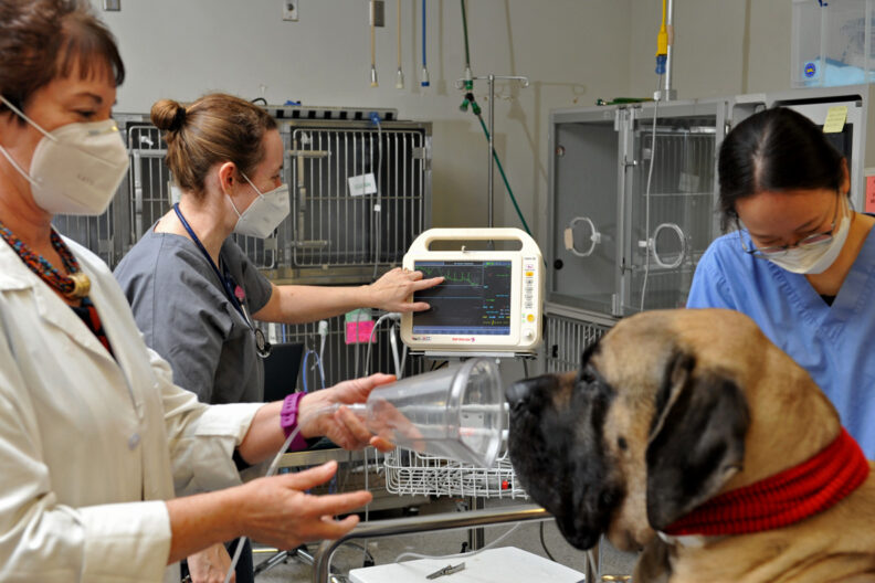 An Airvo High Flow Humidified Nasal Oxygen System in use at the College of Veterinary Medicine.