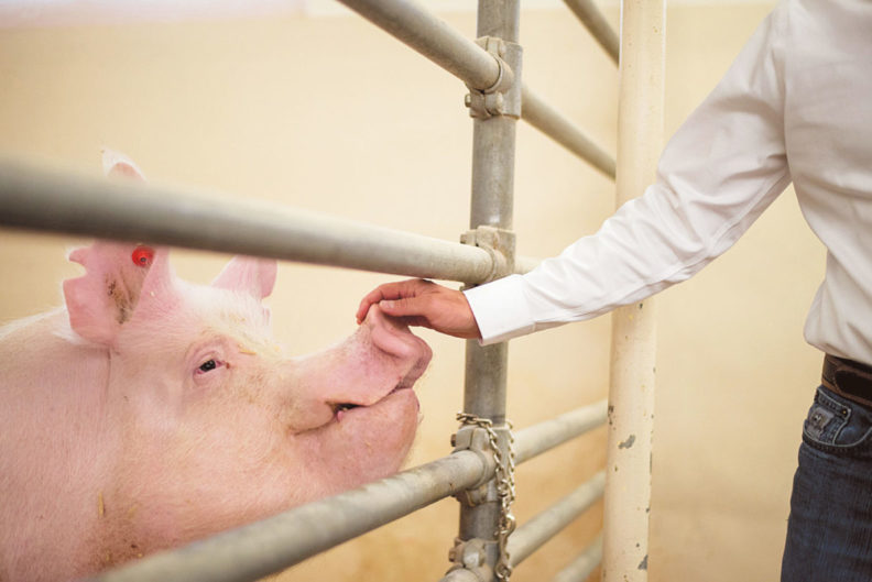 Jon Oatley petting a gene-edited pig.
