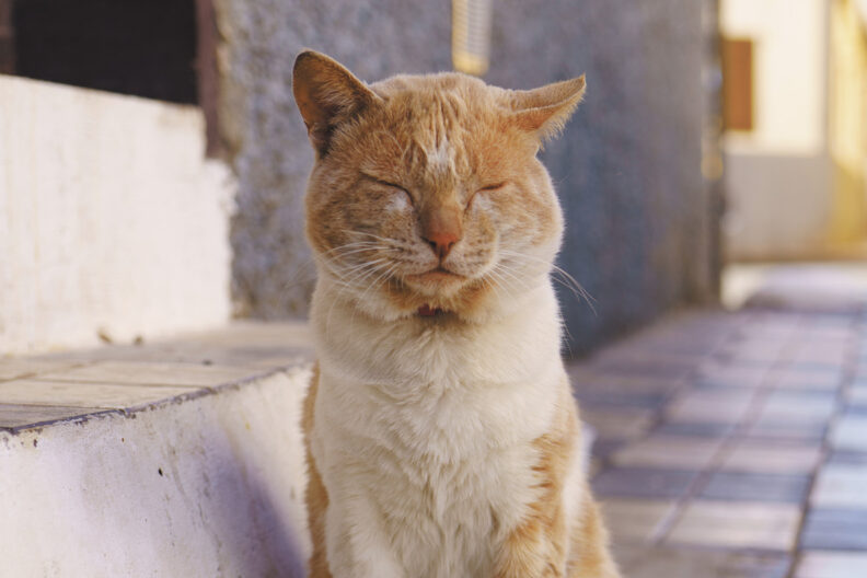 Orange cat sitting with eyes closed tight.