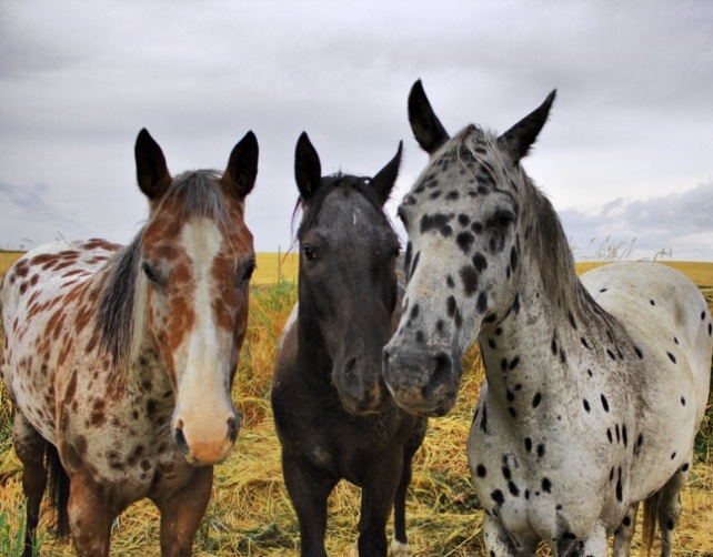 Three appaloosa horses standing close together.