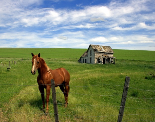 Yourn sorrel horse standing curiously at a fence with a rundown homestead in the background.