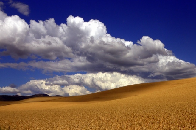Dark blue sky with big white clouds casting shadows on the a wheat field ready for harvest.