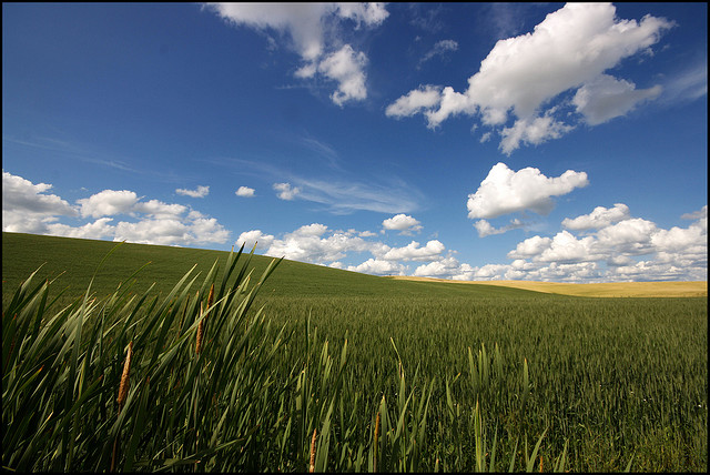 Young wheat field with a blue sky and billowy white clouds.