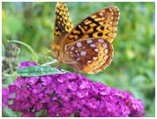 Orange and black butterfly on the bright pink flowers.
