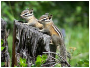 Two chipmunks on a small stump.