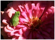 Tiny green frog on the pink flower.