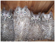 Four owelets in a box.