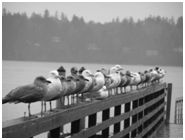 Long row of seagulls on the dock railing.