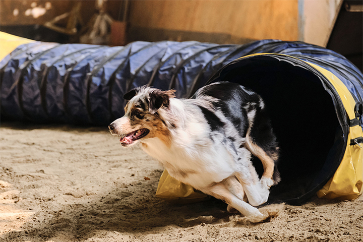 Dog just exiting a tunnel on an agility course.
