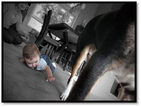 Photo of a baby on the floor, reaching to touch the back leg of a dog.