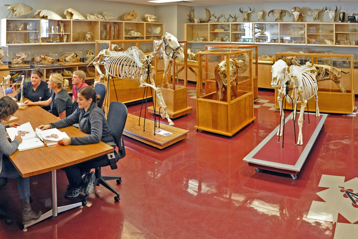 Students using the museum space to study anatomy.