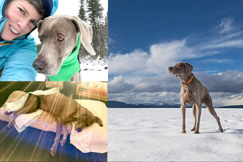 Multiple images of Sugar's recovery journey.