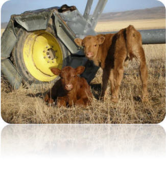 Two calves in front of farm machinery.