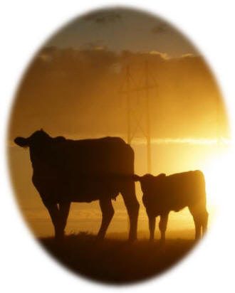 Silhouette of a cow and calf with the sun setting in the background.