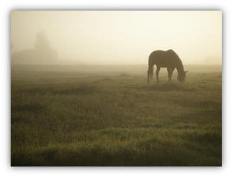 Foggy morning with a horse eating grass.