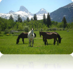 Horses in a meadow with rocky snowy peaks in the distance.