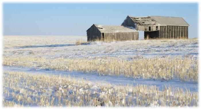 Light dusting of snow on stubble field, with an old barn in background.