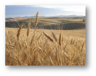 Close up image of wheat ready for harvest.
