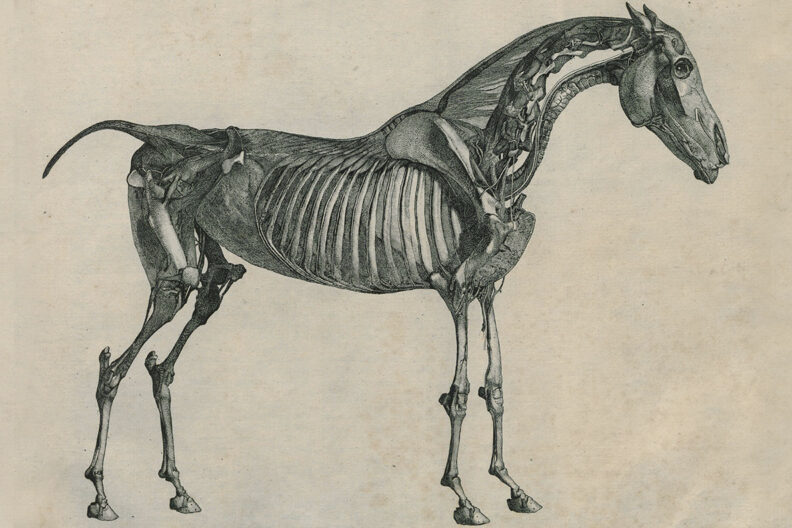 1. Illustration from George Stubbs’ “The Anatomy of the Horse,” published in 1766.