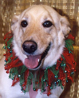 Golden Labrador wearing Christmas decor around his neck.