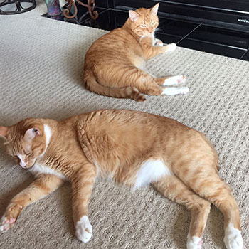 Cole and Wallis both laying on the floor in front of a fireplace.