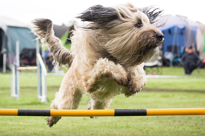 Dog jumping over a bar during an agility course run.