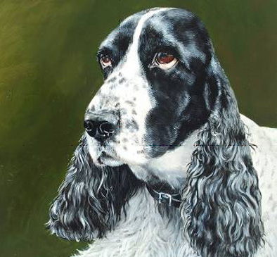 Painting of a sad looking black and white spanial.