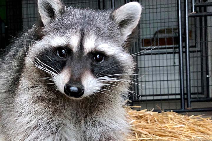 Close up image of Milly the raccoon in her cage.