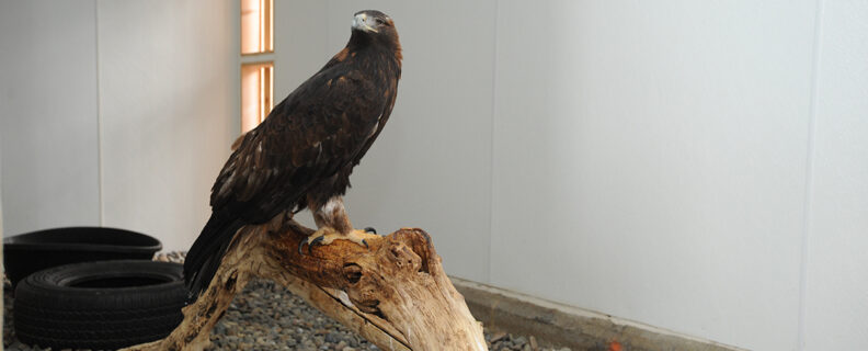 Amicus on a large branch.