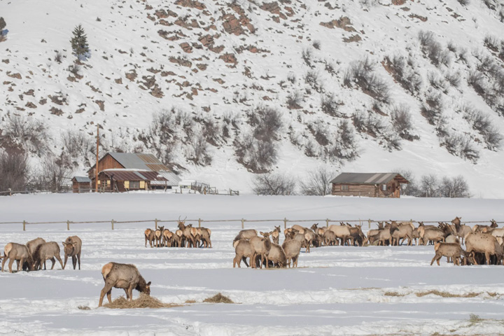 Elk in a valley in the winter, eating food given to them.