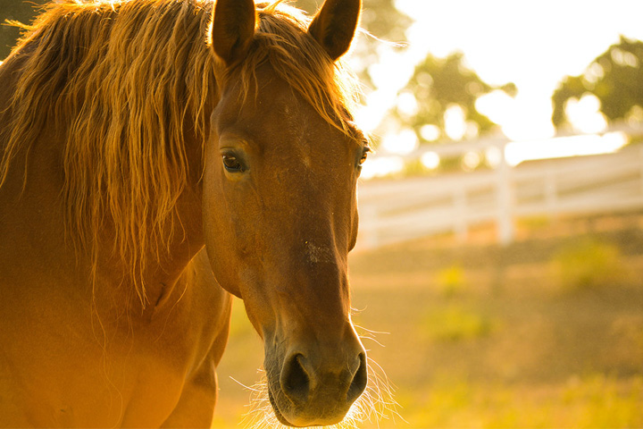 Close-up image of Sorrel horse in pasture at sunset.