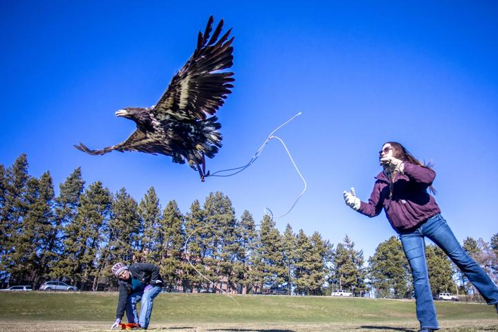 Lillian Zachary, a first-year vet student, releases a juvenile bald eagle for some flying practice across a field on the Pullman campus.