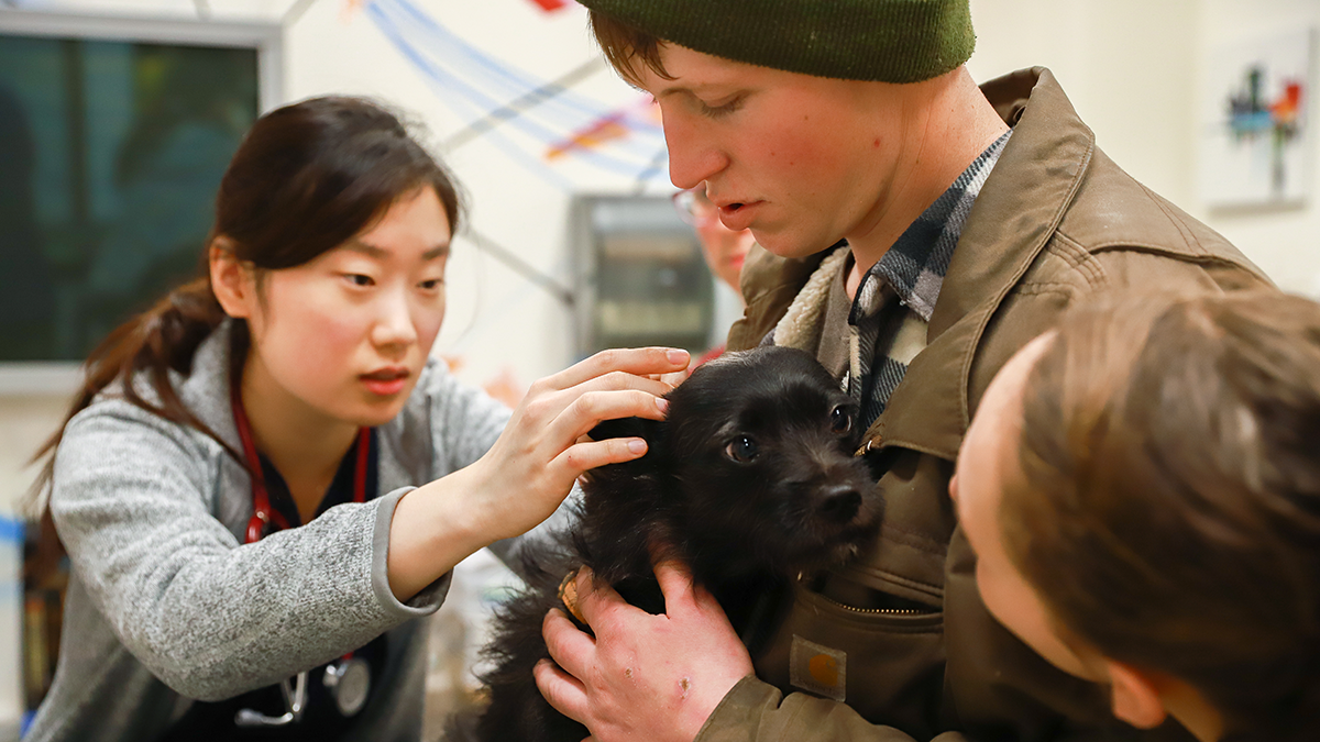 Small black terrier in the arms of it's owner while it's ears are being examined by a veterinarian.