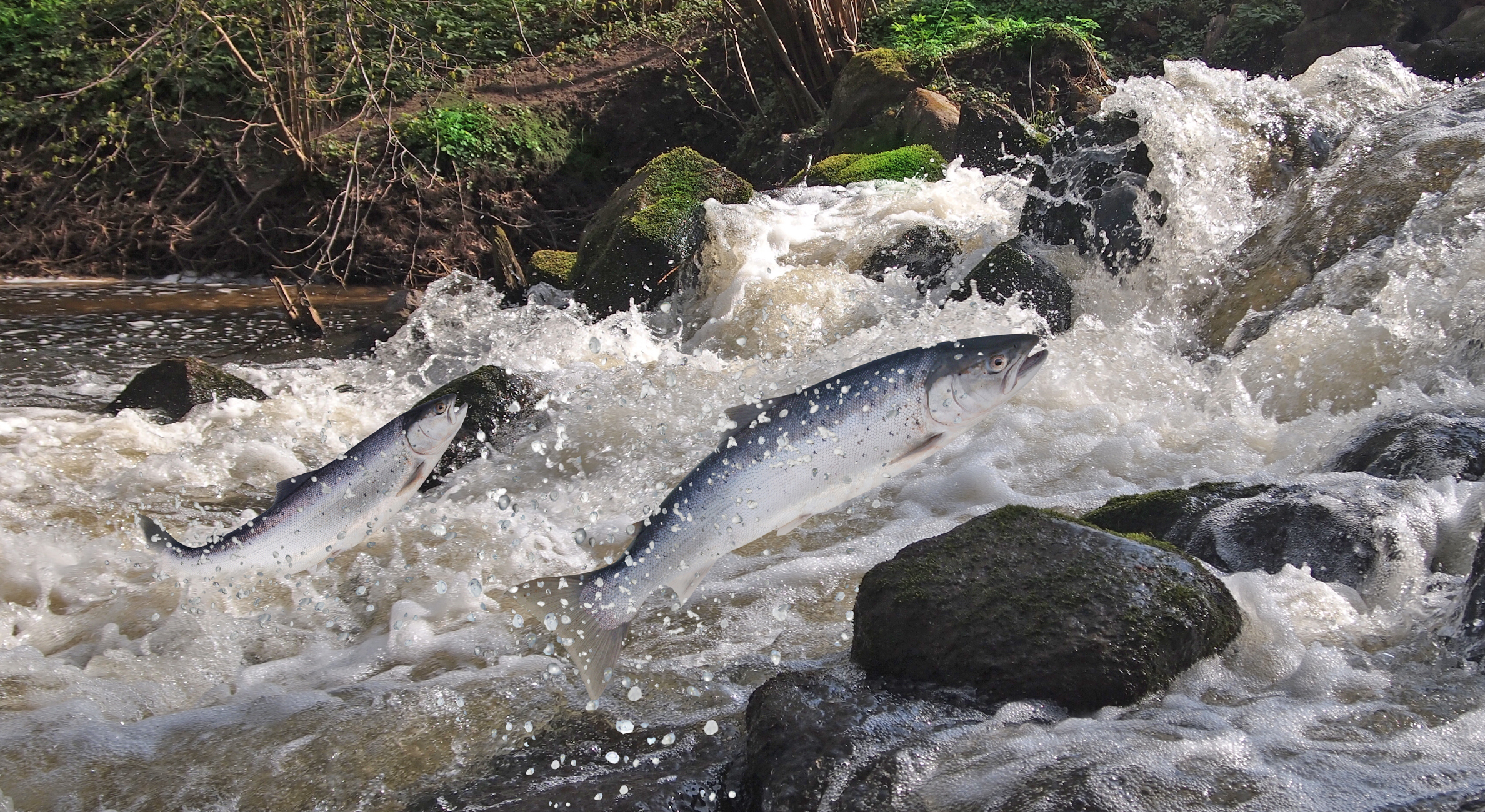 Salmon jumping upriver, over rocks and a small waterfall.