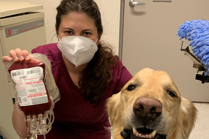 Fourth-year veterinary student Jesse Cogdill poses with a golden retriever named Samson, who is a volunteer blood donor at the Veterinary Teaching Hospital.