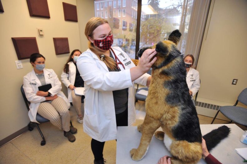 Student simulating an exam on a stuffed animal of the German Shepherd.